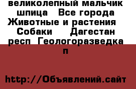 великолепный мальчик шпица - Все города Животные и растения » Собаки   . Дагестан респ.,Геологоразведка п.
